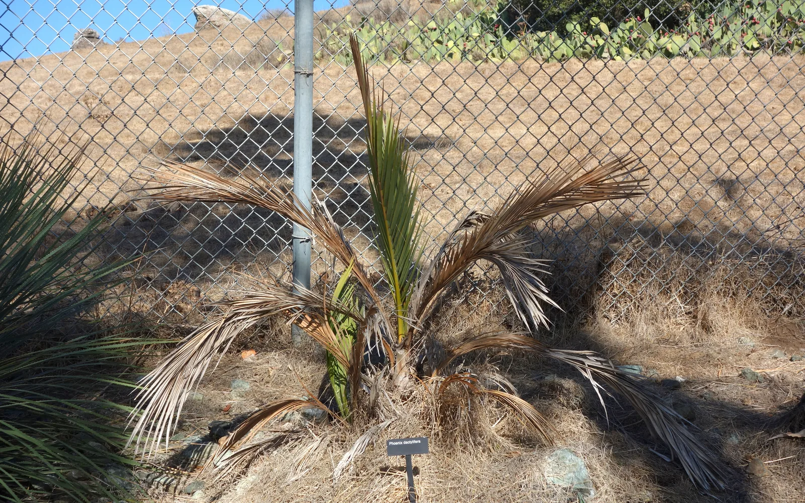 A mature date palm tree with characteristic fronds in a botanical garden