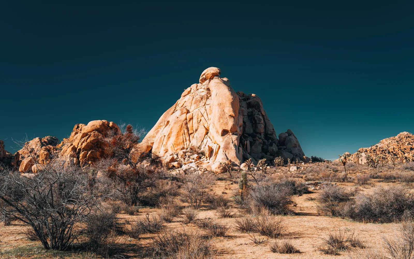 Desert landscape with Joshua trees and desert vegetation in Joshua Tree National Park